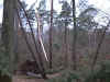 foret93.jpg (72948 bytes)